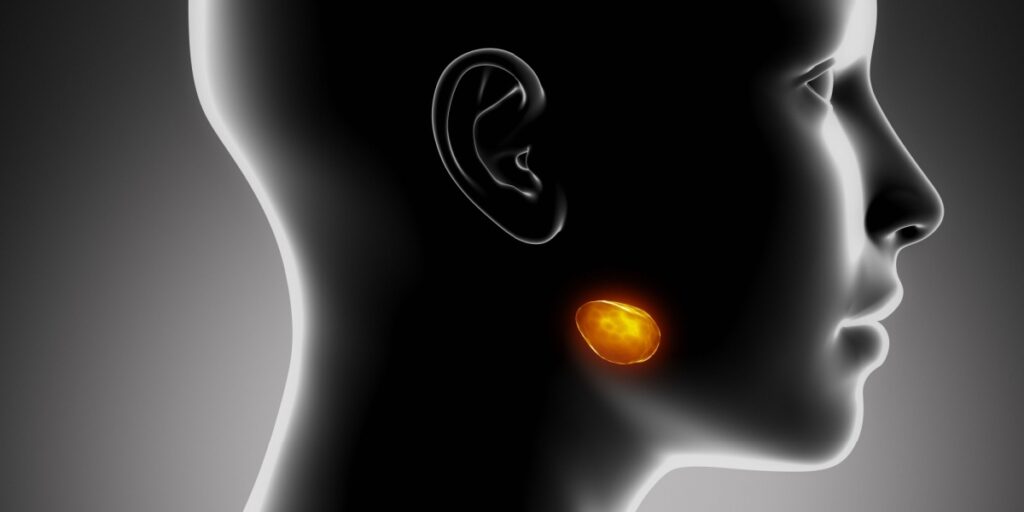 glándula submandibular