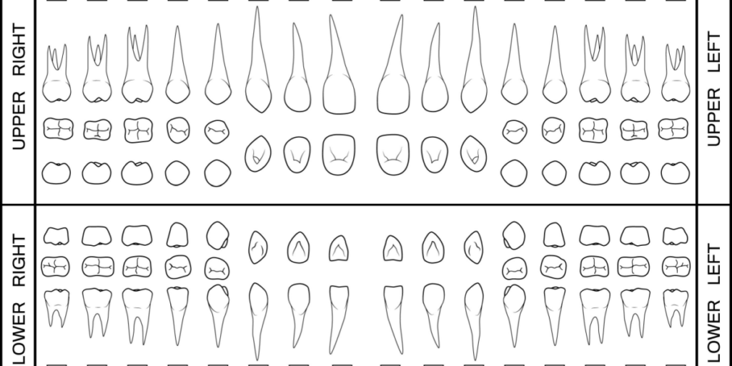 periodontograma